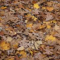 Leafy Autumn forest floor
