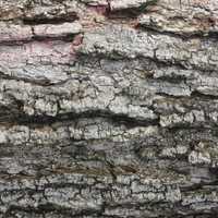 Tree Bark Texture