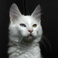 Angora Cat with different colored eyes in Ankara, Turkey