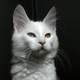 Angora Cat with different colored eyes in Ankara, Turkey