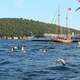 Marina of Burgazada, Istanbul with seagulls and boats