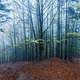 Misty woods and trails in Ukraine