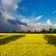 Yellow flower fields in Ukraine