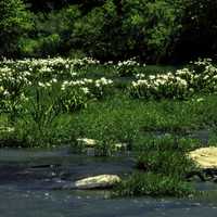 Lilies in the Cahaba River, Alabama