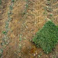 Turf master Grass in Alabama