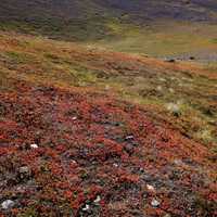 Wolverine's Trail with Lichens and Grass in Anchorage, Alaska