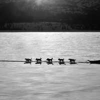 Dog Sledding Team in Denali National Park