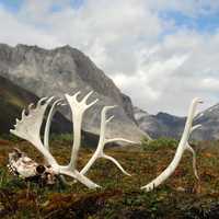 Caribou Antlers and Skull in Gates of the Arctic National Park