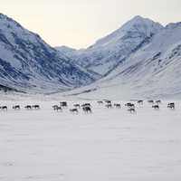Caribou Migrating across the snowfields in the winter
