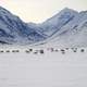 Caribou Migrating across the snowfields in the winter