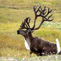 Caribou Raising its head at Gates of the Arctic National Park