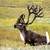 Dall Sheep Foraging on Lichen on the Rocks in Gates of the Arctic ...