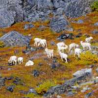 Dall Sheep Foraging on Lichen on the Rocks in Gates of the Arctic National Park