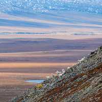 Goats on the Steep Mountainside in Gates of the Arctic National Park