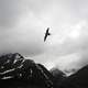 Long Tailed Jaeger soaring at Gates of Arctic National Park, Alaska