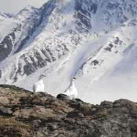 Ptarmigan pair on the rocks at Gates of the Arctic National Park