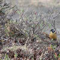 Smith's Longspur looking for food in Gates of Arctic National Park, Alaska