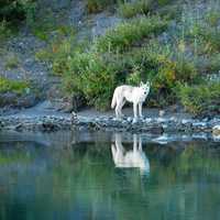 White Wolf on the Noatak River at Gates of the Arctic National Park