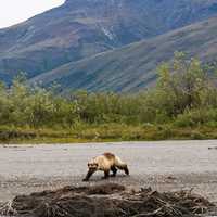 Wolverine on the Bank of a River in Gates of Arctic National Park, Alaska