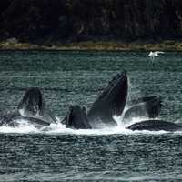 Humpback Whale playing in the water around Juneau, Alaska