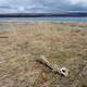 Backbone on the Lakeshore at Katmai National Park