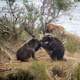 Bear cubs playing around at Katmai National Park