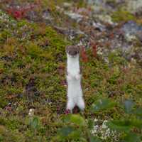 Ermine standing up Alert in Katmai National Park