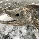 Frozen Salmon at Katmai National Park