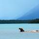 Grizzly Mother with Cubs at Naknek Lake