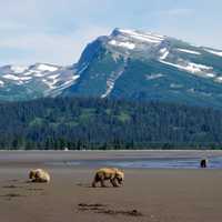 Bears in the Shadow of the mountains at Lake Clark National Park