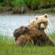 Brown bears in Lake Clark National Park, Alaska