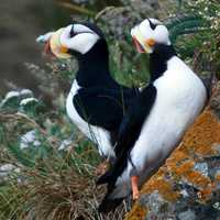 Horned Puffins at Lake Clark National Park