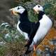 Horned Puffins at Lake Clark National Park