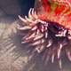 Sea Anemone in Lake Clark National Park, Alaska