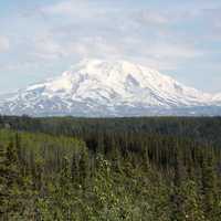 Forest below the snow-capped mountain