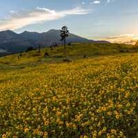 Coconino National Forest