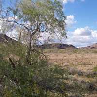 Desert Landscape near Yuma, Arizona