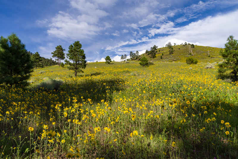 Summer Wildflowers east of the Peaks in Coconino National Forest image ...