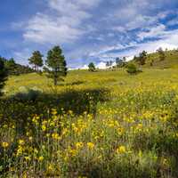 Summer Wildflowers east of the Peaks in Coconino National Forest