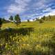 Summer Wildflowers east of the Peaks in Coconino National Forest