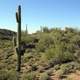 Sonoran Desert outside Wickenburg, Arizona 