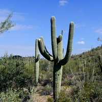 Giant Saguaro Cactus in Saguaro National Park, Arizona