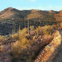 Panorama landscape of Saguaro National Park, Arizona