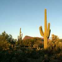 Saguaro Cactus and Landscape in Saguaro National Park, Arizona