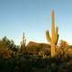 Saguaro Cactus and Landscape in Saguaro National Park, Arizona