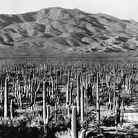 Saguaro National Park East landscape in 1935