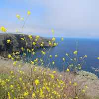 Seashore with Yellow Flowers at Channel Islands National Park, California