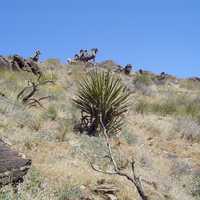 Bighorn Sheep at Joshua Tree National Park, California