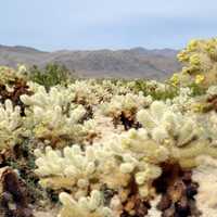Cholla Cactus garden in Joshua Tree National Park, California