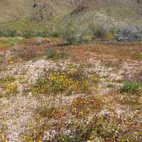 Desert Flowers at Joshua Tree National Park